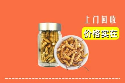自贡市贡井回收散虫草
