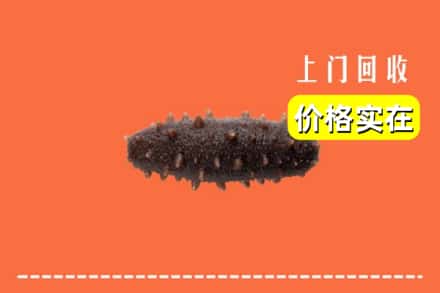 自贡市贡井回收海参