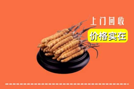 自贡市贡井回收冬虫夏草